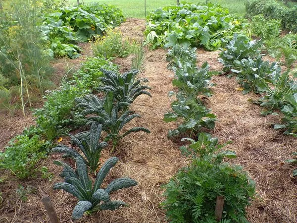 Big garden - brocolli, pumpkins, kale, parsley, calendula, onions, dill crop July 2021.jpg