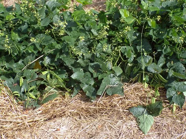 Big garden - lima beans crop August 2021.jpg