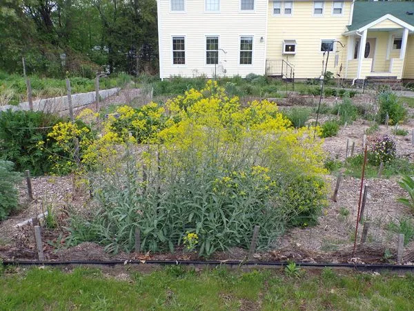 New Herb - Row 1, woad flowers crop May 2021.jpg