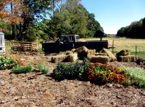 Small garden - ready to mulch crop Oct 2024.jpg