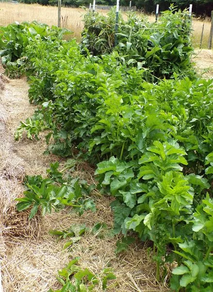 Big garden - parsnips crop August 2022.jpg