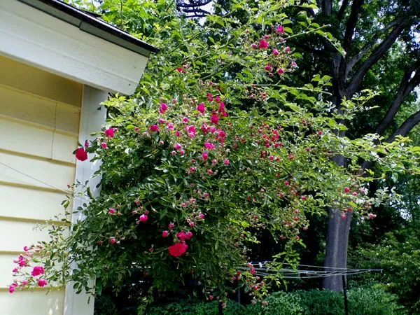 East Shed - 7 Sisters roses1 crop June 2024.jpg