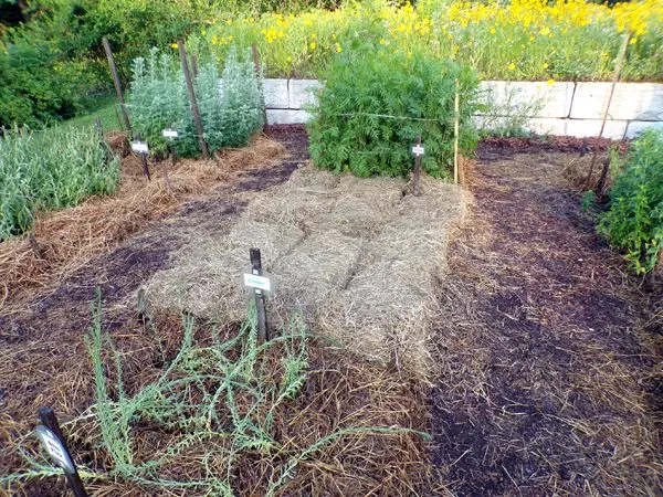 New Herb - Row 2, ginger area re-mulched crop June 2024.jpg