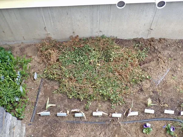New West - soapwort planted crop April 2021.jpg
