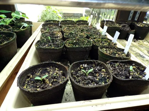 Seedlings - calendula, cosmos up crop June 2024.jpg