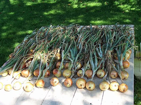 Storage onions1 crop Aug. 2014.jpg