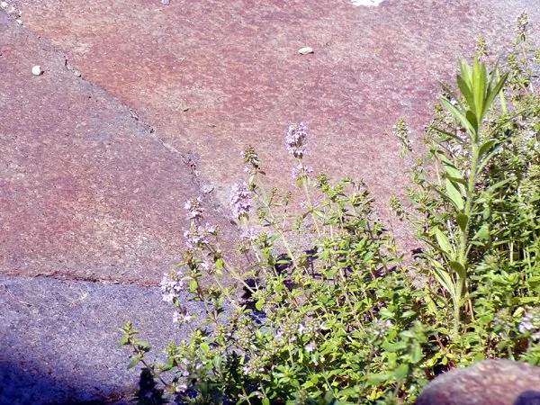 Walkway - thyme flowering crop June 2024.jpg