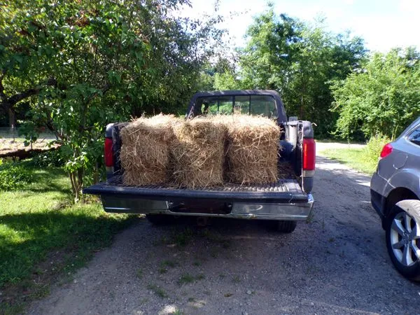 Mulch - 1st load crop June 2024.jpg