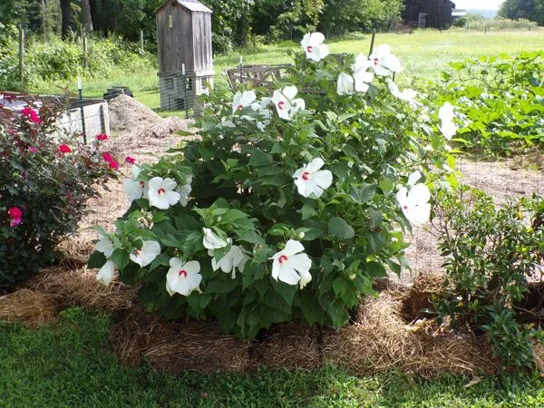 Hibiscus crop August 2021.jpg