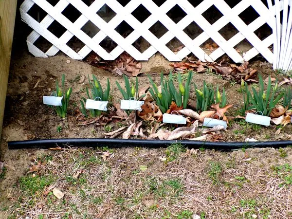 Back porch - daff buds2 crop April 2023.jpg