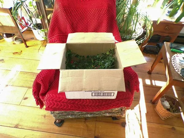 Box of holly2 crop Dec. 2021.jpg