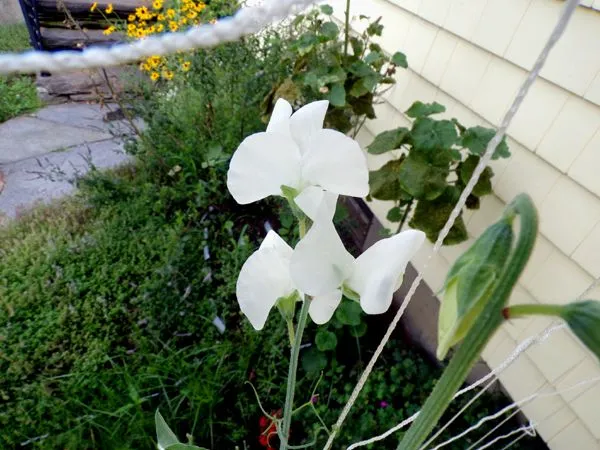 South - sweet pea flowers top porch crop July 2024.jpg