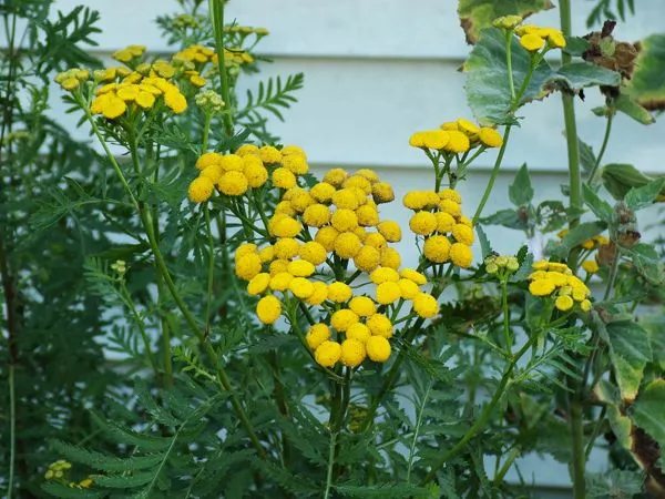 West Herb - tansy flowers crop August 2022.jpg