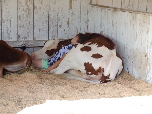 Fair - Cow and sleeping girl  crop Sept. 2021.jpg