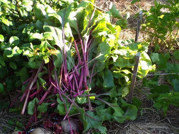 Beet greens harvest crop August 2022.jpg