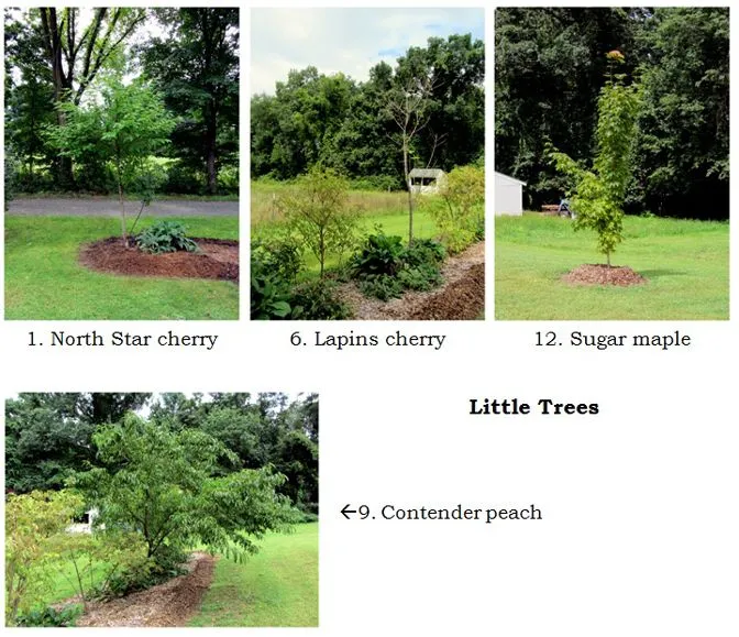 Little trees collage text crop August 2024.jpg