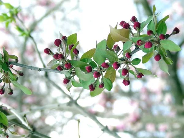 Crabapple buds crop April 2023.jpg