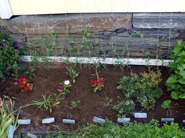 South - along wall, planted crop June 2024.jpg