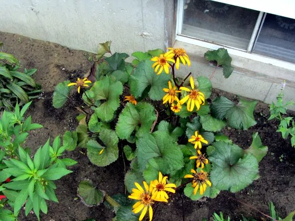 West - ligularia flowers crop August 2024.jpg