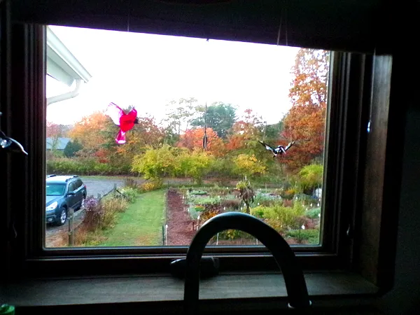 Clean room window - view crop Oct. 2022.jpg