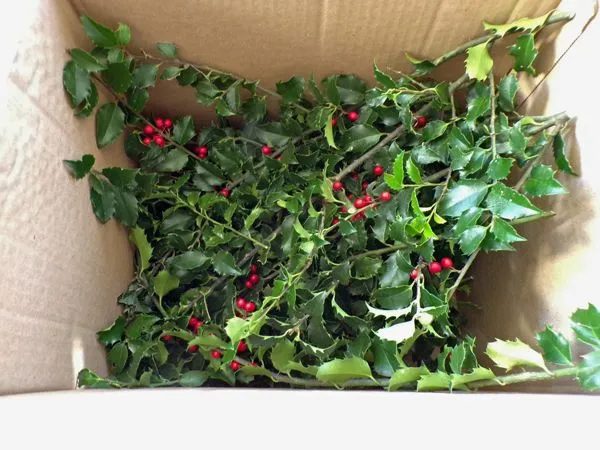 Box of holly1 crop Dec. 2021.jpg