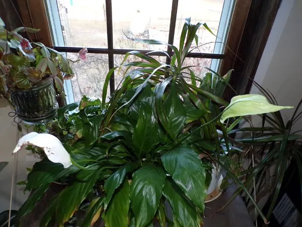 Peace lily flowers crop Feb. 2024.jpg