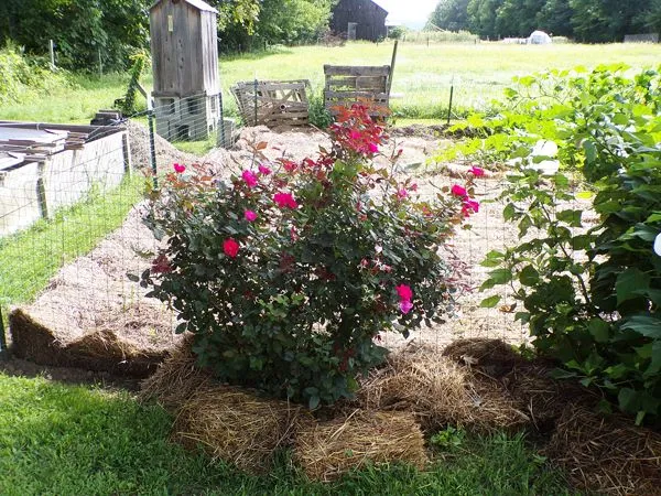 Big rose crop August 2021.jpg