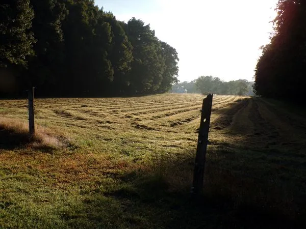 Back 40 - mowed crop Sept. 2023.jpg