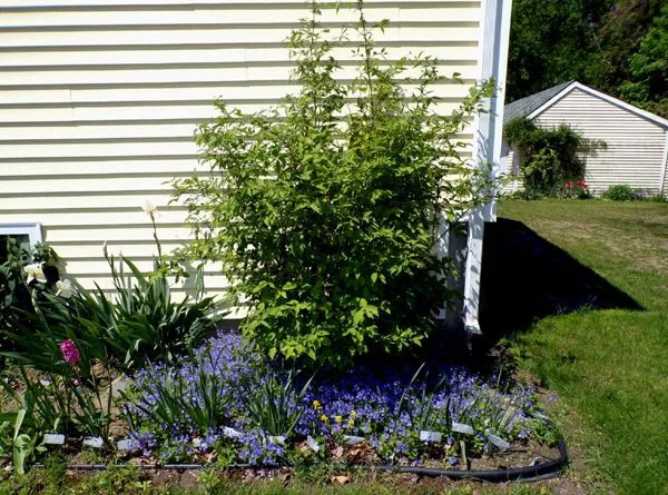 New East - mock orange and creeping veronica crop May 2024.jpg