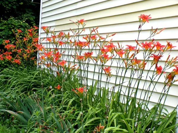 West Shed - daylilies crop June 2024.jpg