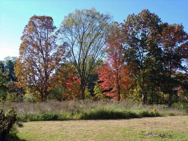 Across the wildflower area crop Oct. 2021.jpg