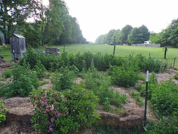 Small garden - lamb's quarters and weeds crop June 2021.jpg