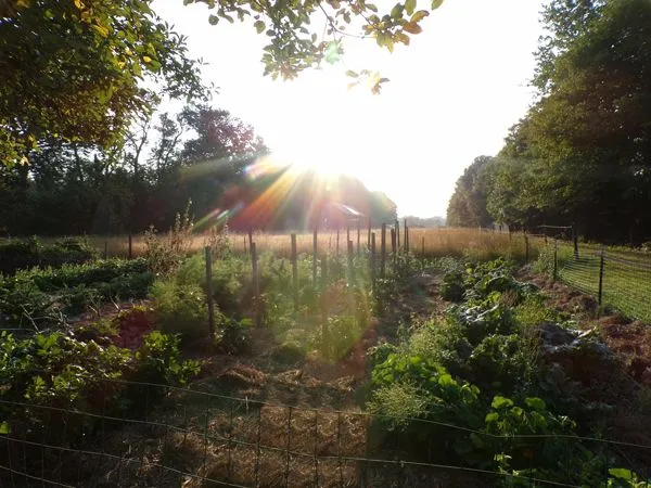 Big garden - sunrise2 crop August 2022.jpg