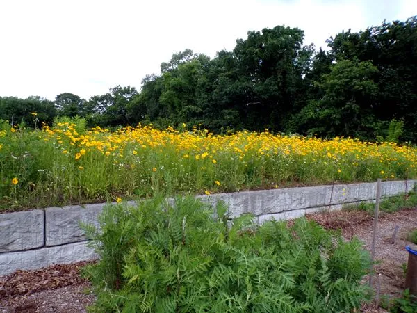 Wildflowers - coreopsis color crop June 2024.jpg