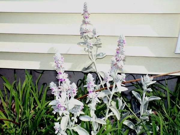 New South - lamb's ear flowers crop June 2024.jpg