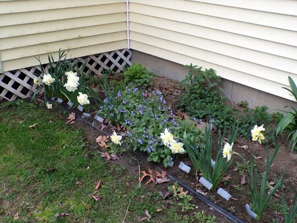 New East - daffodils, lungwort, catnip crop April 2024.jpg