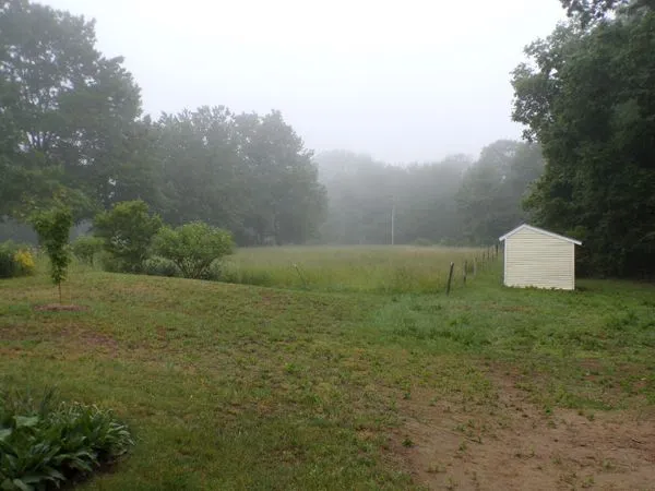 Foggy morning crop June 2023.jpg