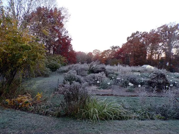 Frost in morning crop Nov. 2023.jpg