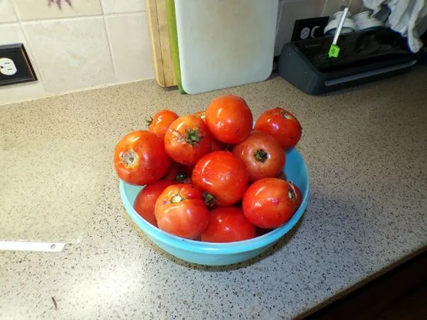 Spaghetti sauce2 - my tomatoes crop Sept. 2023.jpg