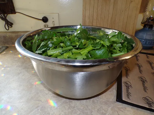 Celery salt  cleaned 2nd 10 lbs crop August 2020.jpg