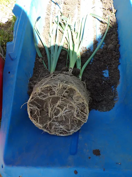 Old North  transplanting daff bulbs crop May 2020.jpg