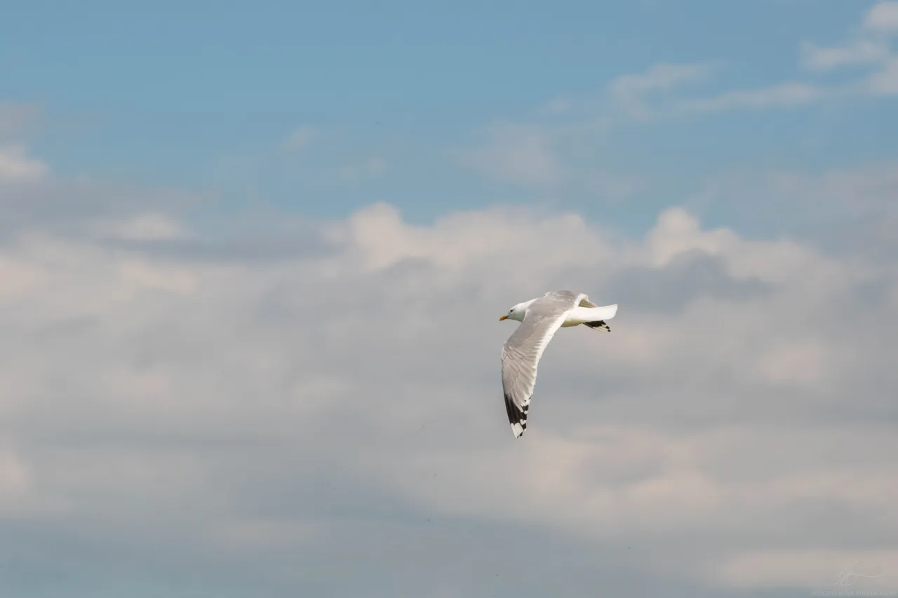 DSC_0175.JPG