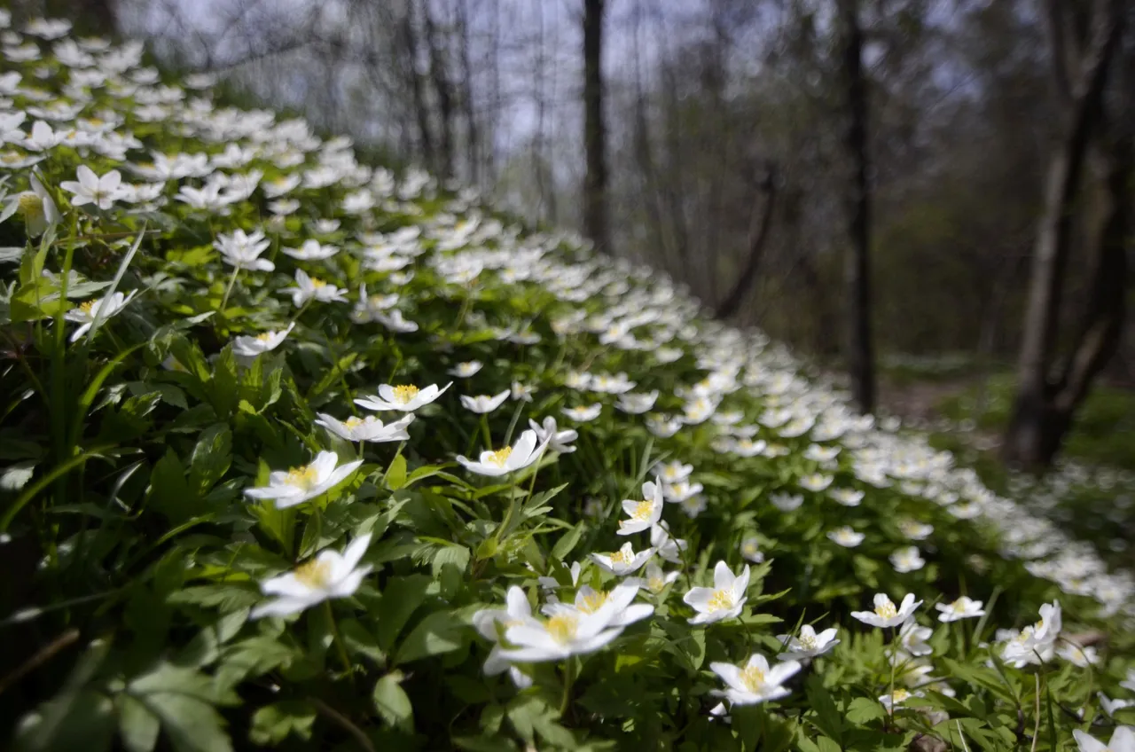 FlowersPole.jpg