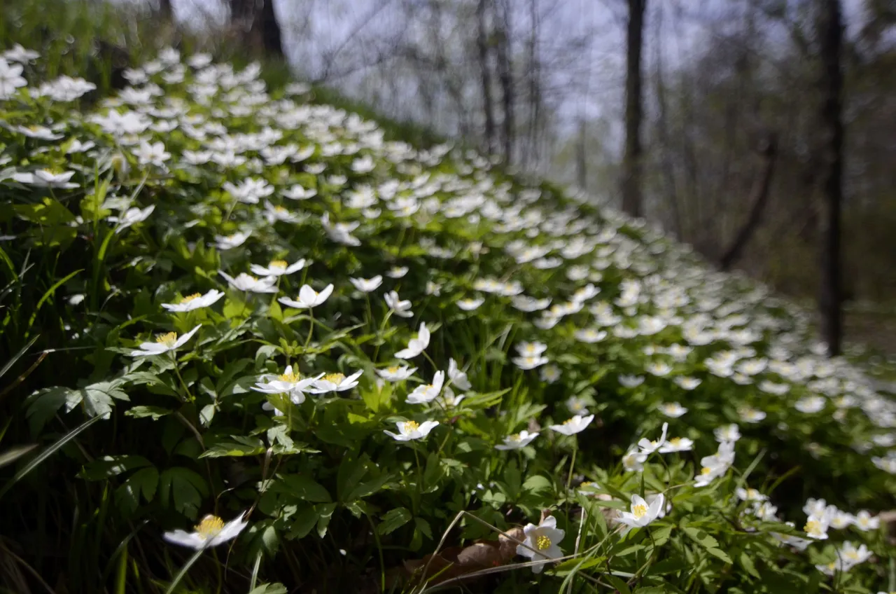 FlowersPole2.jpg