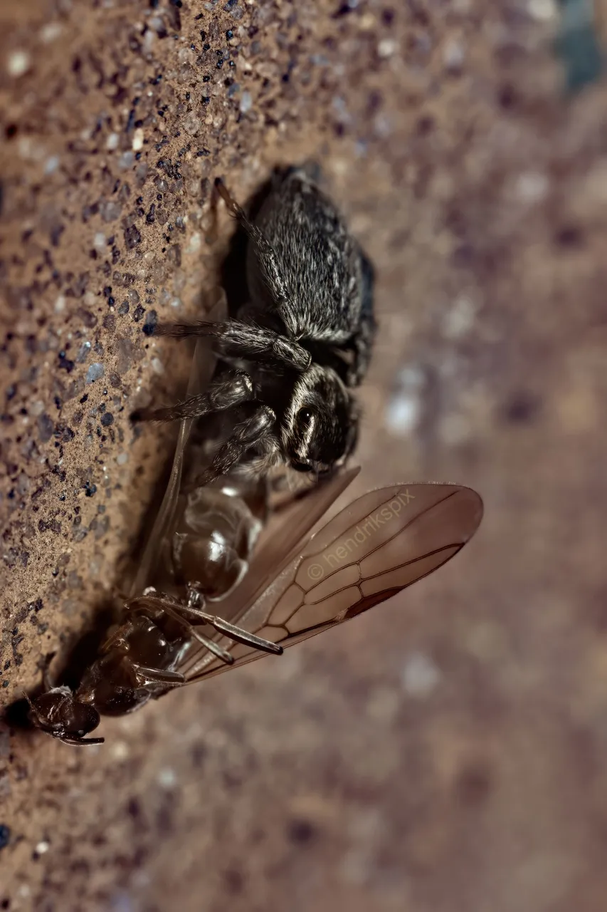 20200914 Jumping spider with queen ant prey HS Social.jpg