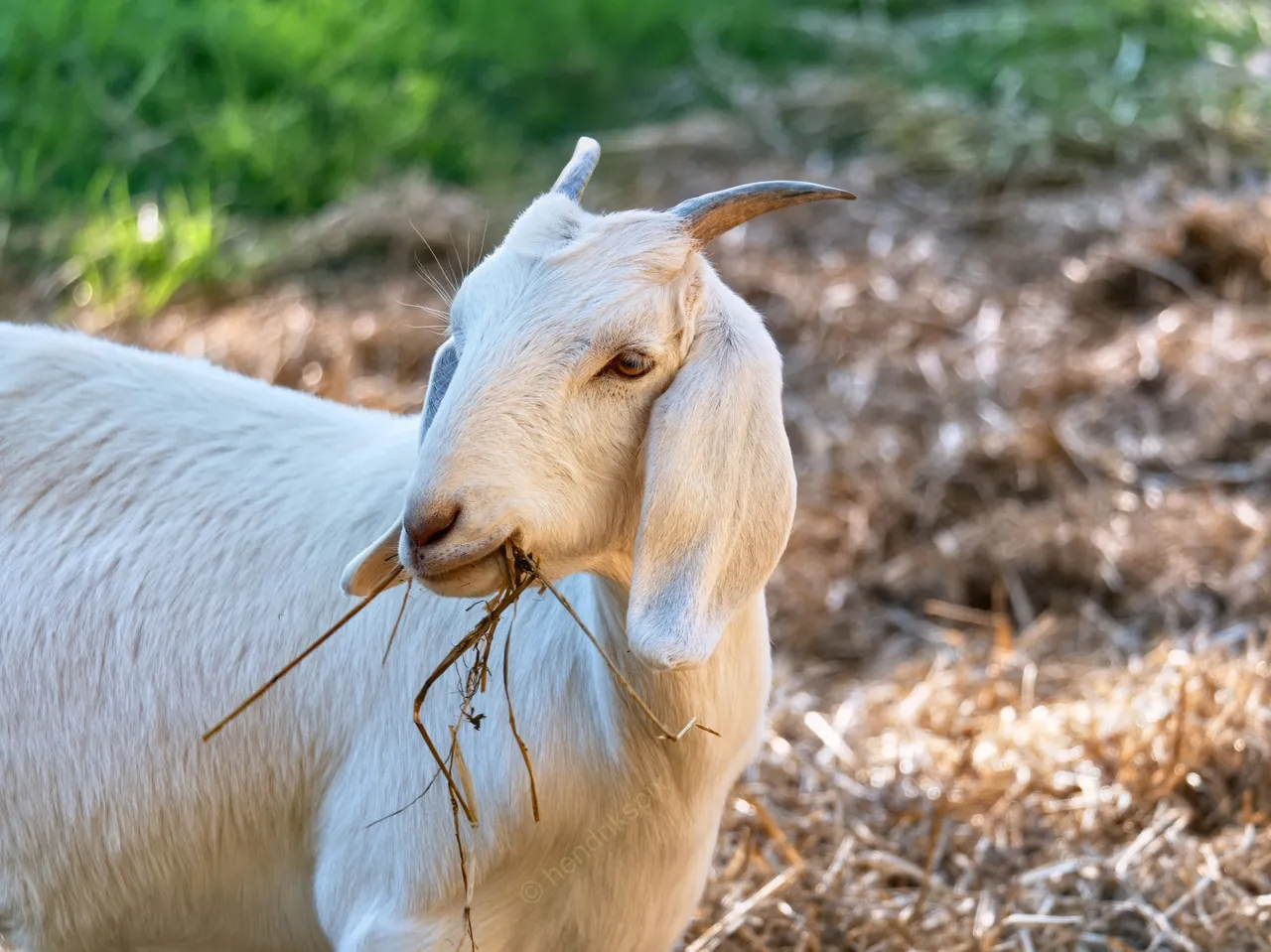 20210317 White goat 1 HS Social.jpg