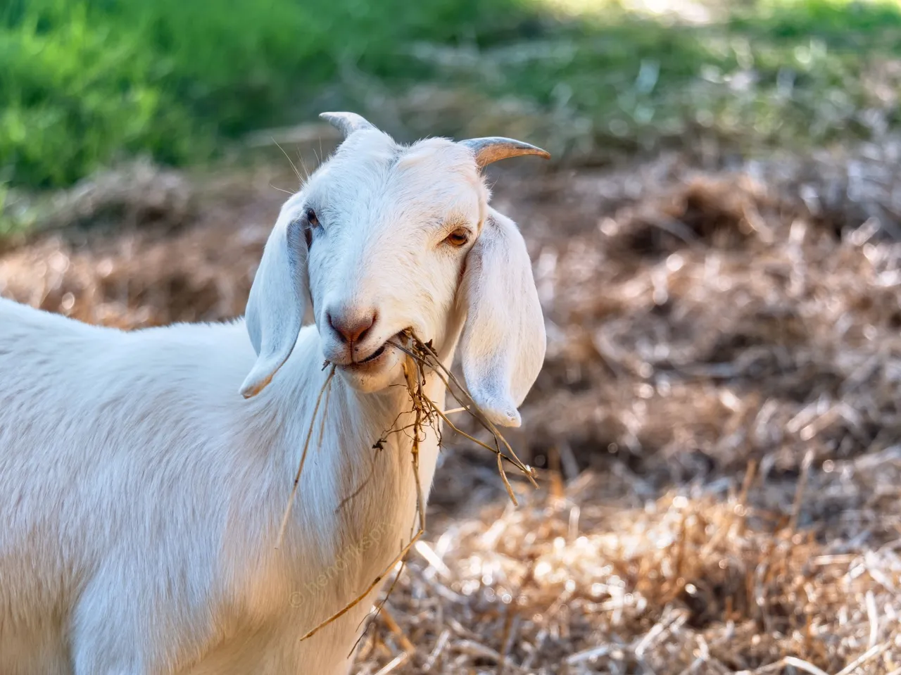20210317 White goat 2 HS Social.jpg