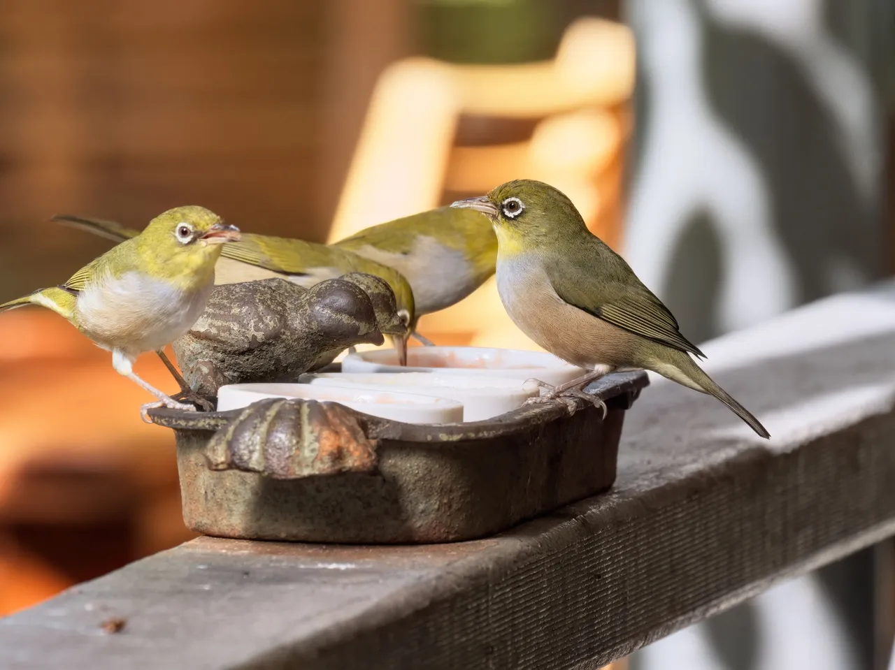 20210317 Silvereye bird 3 HS.jpg