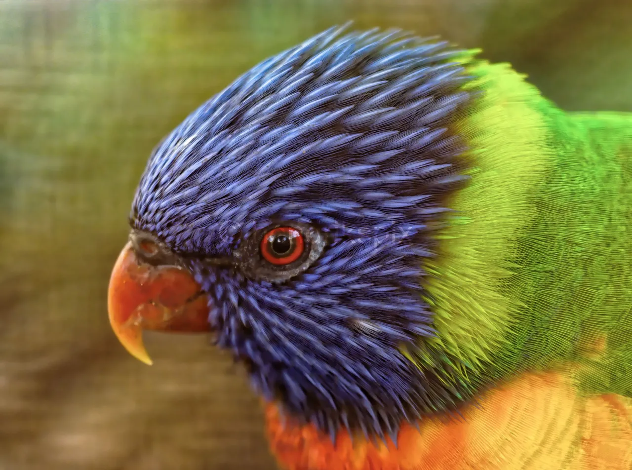 20200731 Rainbow Lorikeet 02 HS 20210811.jpg