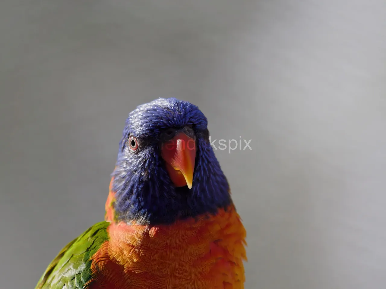20200731 Rainbow Lorikeet 06 HS 20210811.jpg